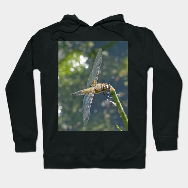 Dragonfly resting 3 Hoodie by mbangert